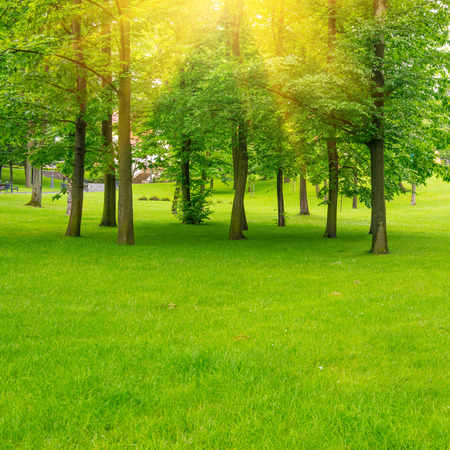 Green lawn with trees in park under sunny beams light. Environment landscapeの写真素材