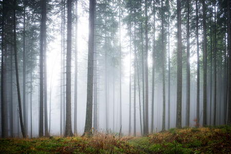 Mysterious fog in the green forest with pine treesの写真素材