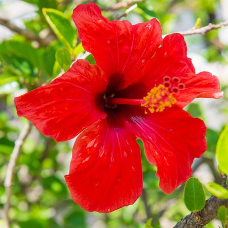 Red tropical flower hibiscus with green leavesの写真素材