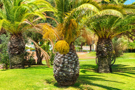 Big palm trees on blue sky backgroundの写真素材
