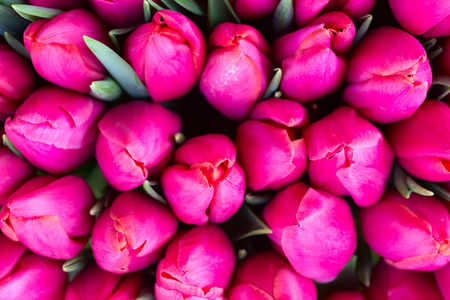Fresh pink tulips with green leaves- nature spring . Soft focus and bokehの写真素材