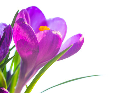 First spring flowers - bouquet of purple crocuses isolated on white with copyspaceの写真素材