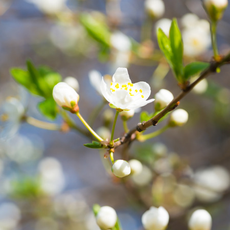 Spring blossoming white spring flowers on a plum tree against soft floral backgroundの写真素材