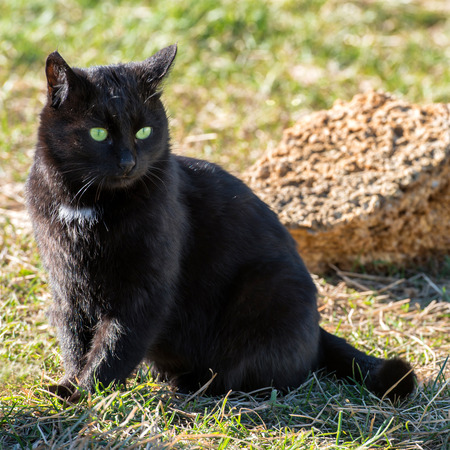 Black cat with yellow eyes sitting on green grassの写真素材