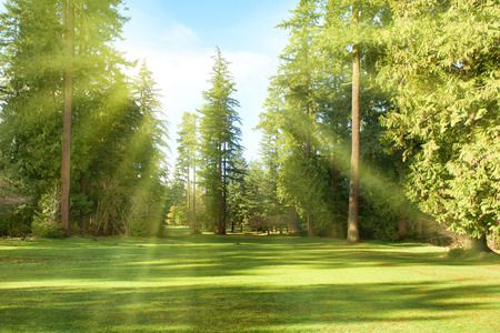 Green park with trees in park under sunny light. Natural spring environmentの写真素材