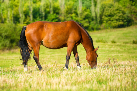 Dark bay horse in a meadow with green grassの写真素材