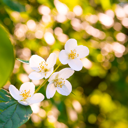 White jasmine flowers with green leaves over bright shining sunの写真素材