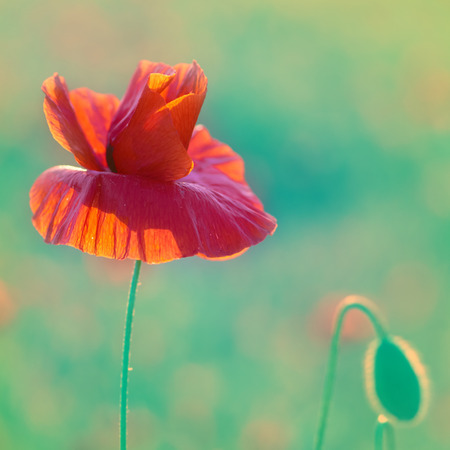 Field of beautiful red poppies with green grassの写真素材