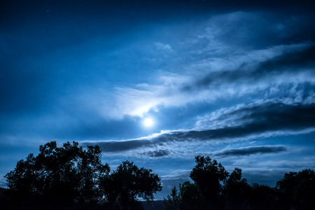 Full Moon night in the forest with trees and shining stars
