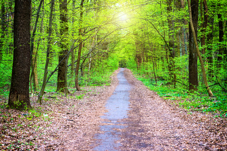 Sunny path in beautiful green park. Spring forest with green treesの写真素材