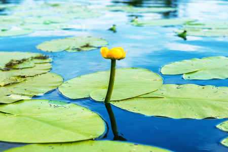 Yellow flower- water lilly in the pondの写真素材
