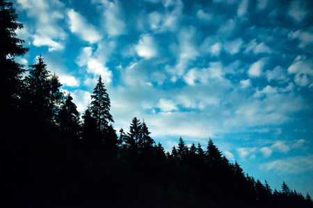 Black forest with trees over blue night sky with many stars. Milkyway on backgroundの写真素材