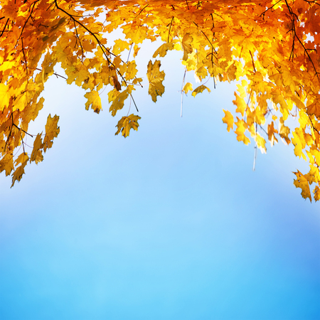 Golden, yellow and orange leaves on the blue sky. Autumn backgroundの写真素材