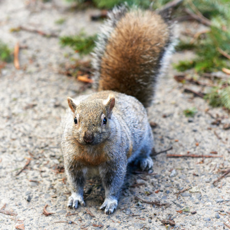 Red squirrel sitting on the park roadの写真素材