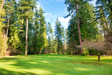 Green lawn with trees in the park under sun lightの写真素材