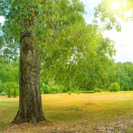 Big tree in the green park under bright sun. Sunny landscape.の写真素材