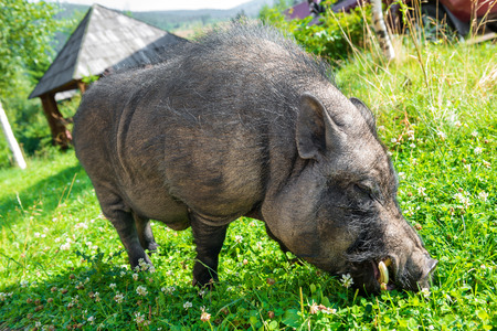 Black guinea pig with big fangs on the green lawnの写真素材