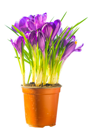 Bouquet of purple flowers isolated on white background. Crocus, irises in the ceramic potの写真素材