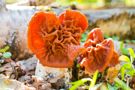 Two mushrooms (Gyromitra esculenta) in the forest. Macro shot