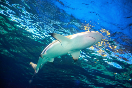 Caribbean reef shark (Carcharhinus perezii) in the blue ocean waterの写真素材