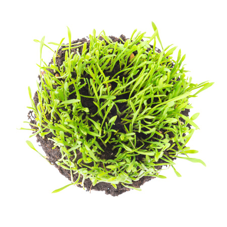 Green round lawn with fresh plants isolated on white backgroundの写真素材