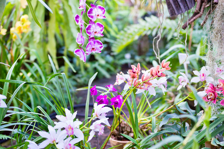 Many different orchids in tropical garden. Beautiful spring flowers with soft green backgroundの写真素材