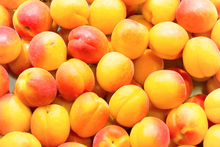 Many fresh ripe apricots on farm market. Fruit backgroundの写真素材