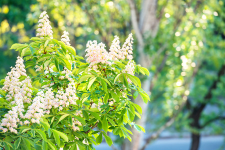Blossom chestnut tree in white flowers with green leaves.の写真素材