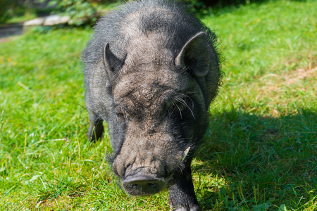 Black guinea pig with big fangs on the green lawnの写真素材