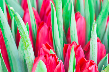 Fresh red tulips with green leaves- nature spring background. Soft focus and bokehの写真素材