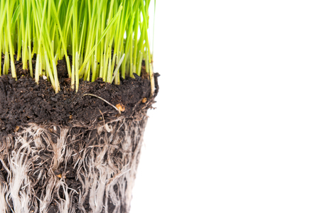 Green grass and soil from a pot with plant roots isolated on white background. Macro shot with copyspaceの写真素材