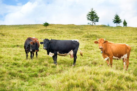 Cows on the green field. Farm landscapeの写真素材