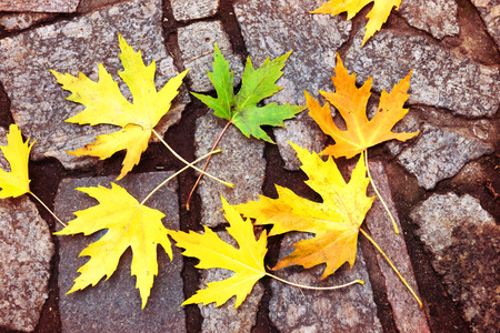 Colorful red, orange and green autumn leaves on the stone pattern. Fall backgroundの写真素材