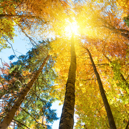 Fall in the forest. Orange trees with red leaves and rays of sun lightの写真素材