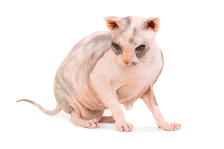 Sitting purebred sphinx cat isolated on white background. Ukrainian levkoy breedの写真素材
