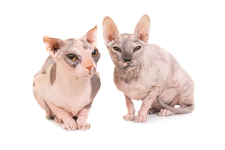 Two sitting purebred sphinx cats isolated on white background. Studio shot of ukrainian levkoy breedの写真素材