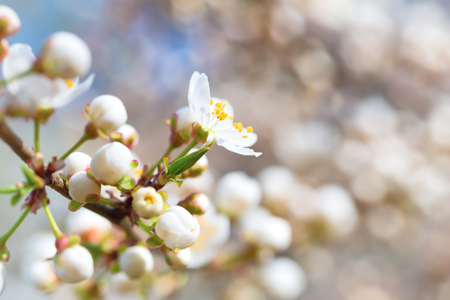 Spring blossoming white spring flowers on a plum tree against soft floral backgroundの写真素材