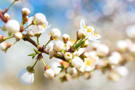 Spring blossoming white spring flowers on a plum tree against soft floral backgroundの写真素材