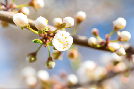 Spring blossoming white spring flowers on a plum tree against soft floral backgroundの写真素材