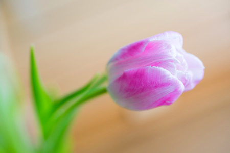 Delicate pink tulip on soft wooden background with copyspaceの写真素材