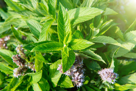 Blossom green mint leaves with flowers as organic backgroundの写真素材