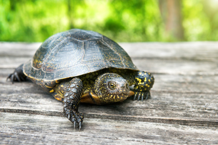 Big turtle on old wooden desk with sunny grass on backgroundの写真素材