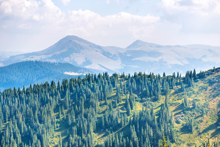 Forest with green pine trees in the mountainsの写真素材