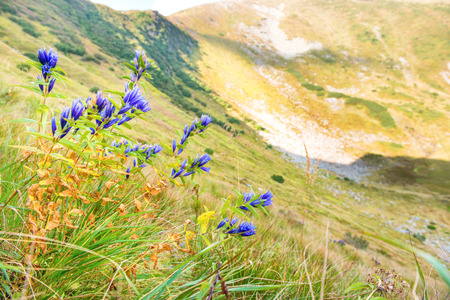 Bouquet of blue wild flowers in the mountainsの写真素材