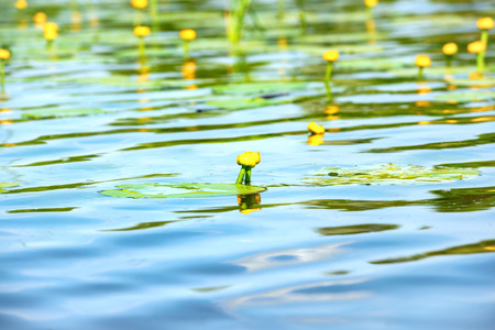 Water lily flowers on pond with blue water