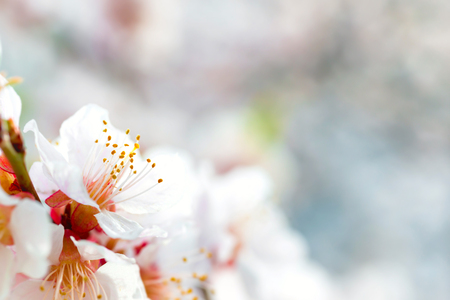 White flowers on spring plum tree with soft blue bokeh backgroundの写真素材