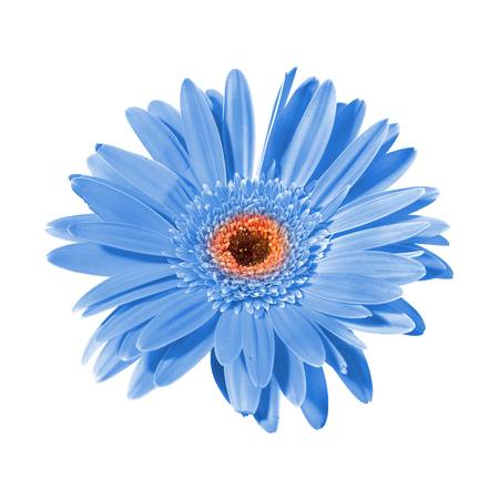Blue flower isolated on white background の写真素材
