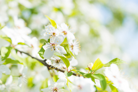 White flowers on a blossom cherry tree with soft background of green spring leaves and blue skyの写真素材