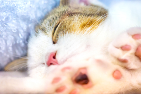 Cute little kitten with pink paws sleeps on a blanketの写真素材