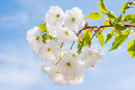 Blossom of white sakura flowers on a spring cherry tree branch over blue skyの写真素材